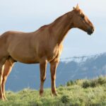 Estimating the Annual Cost of Owning a Horse