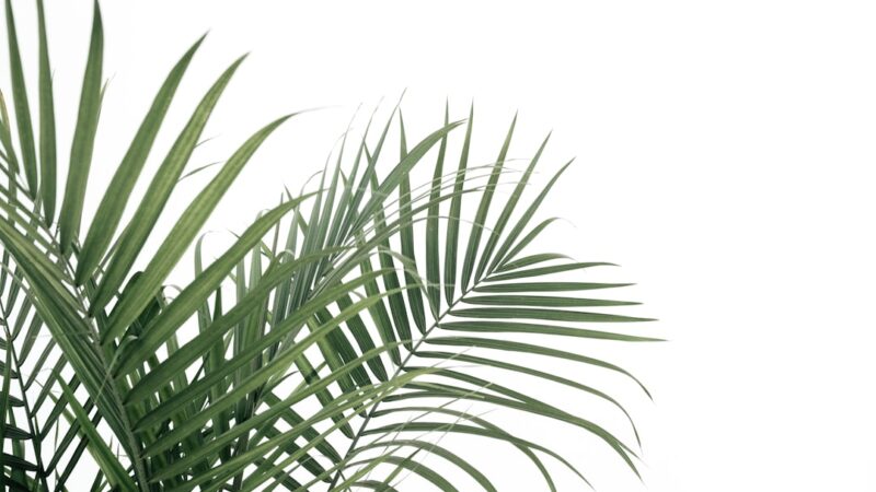 The Best Palm Tree Varieties for Indoor Use: A Comprehensive Guide